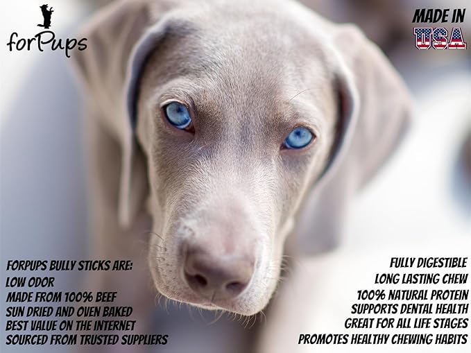 Jumbo 10"-12" Bully Sticks (2 POUNDS) for Large Dogs, for Extreme Chewers, Natural, Fully Organic, 100% Beef Pizzle Chew, Fully Digestible Dental Treat (10-12 inch, 2 lb / 32 oz)