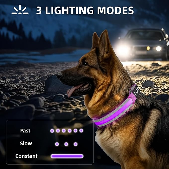 PetIsay LED Dog Collar Metal Buckle - Heavy Duty Light up Collars - Rechargeable IP68 Waterproof - Lighted Dog Collar for Night Walking, Hiking, Camping (Medium, Purple)