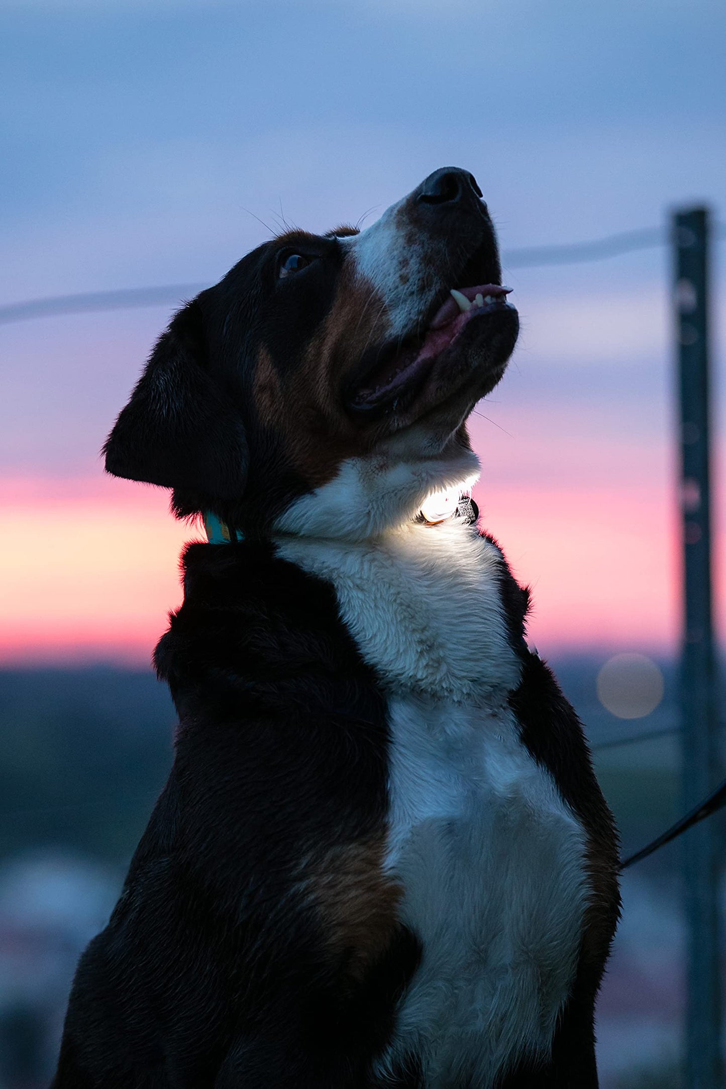 Max & Molly LED Dog Collar Light - USB Rechargeable Safety Light for Night Walking, Running, Hiking