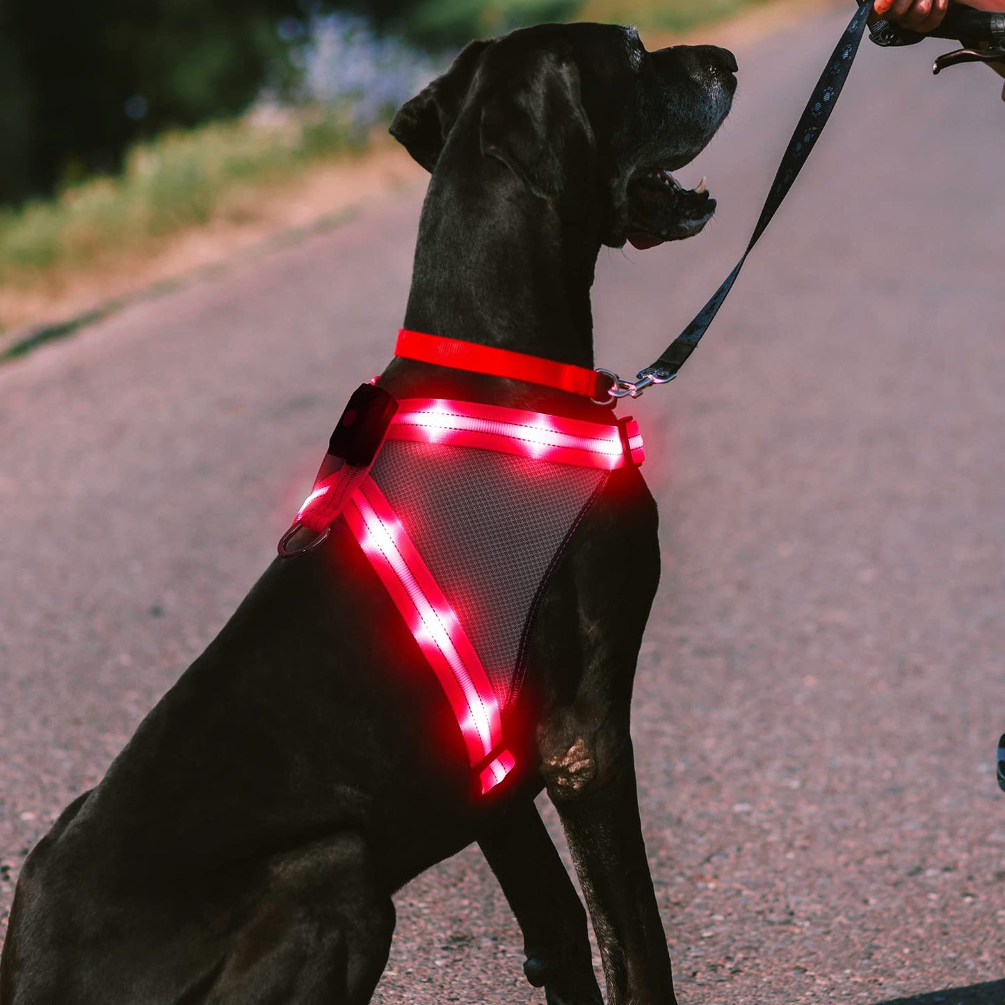 ChalkLit Light Up Dog Harness, Reflective Led Dog Harness Glow-in-The-Dark for Night Walking, USB Rechargeable Lighted Dog Safety Vest for Medium Dogs, Adjustable Soft Mesh No Pull (Pink, Medium)
