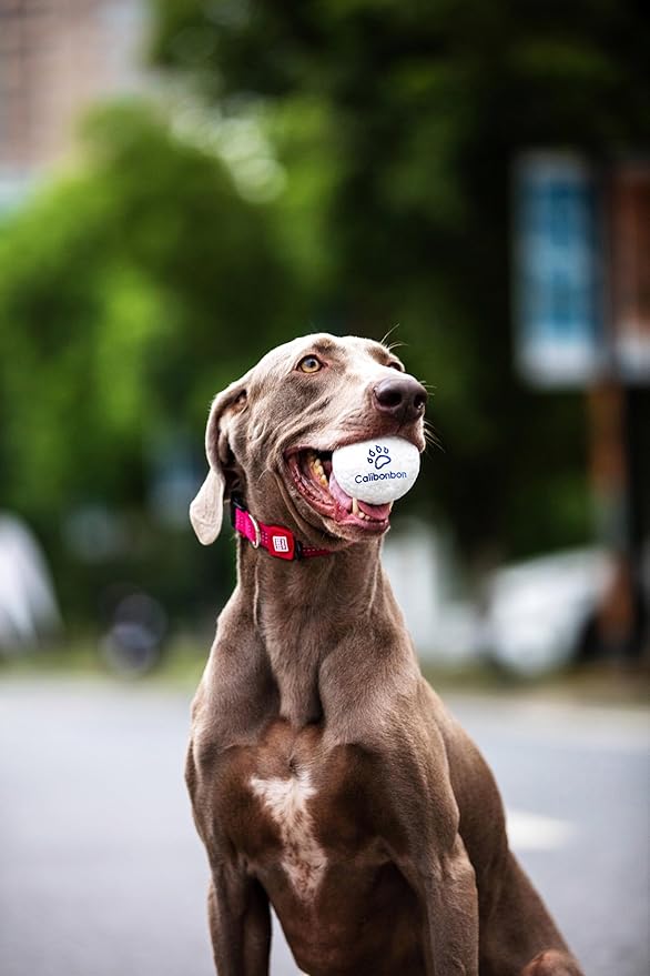 Durable Dog Chew Herding Balls - Indestructible Tennis Balls for Medium & Small Dogs -Teething Toys for Puppies -Interactive Bouncy Fetch Water Toys