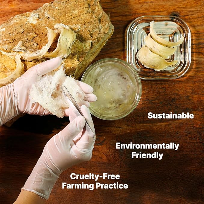 Golden Nest Premium White Bird Nest AAA, 100% Natural - Made in USA, ( 燕窩 ) - Family Size Box - 227g (8oz)