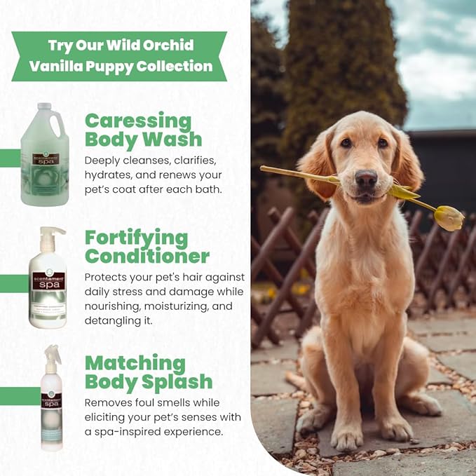 Best Shot Scentament Spa Caressing Body Wash, Cucumber Melon, 1 Gallon