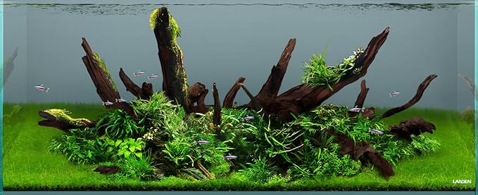 LANDEN Panna Natural Driftwood for Aquarium Decor Freshwater Fish Tank(12-14 inches, 30-35cm) 4pcs Terrariums Vivariums Reptile and Amphibian Enclosures Lizard Bearded Dragon Tortoise Various Shapes