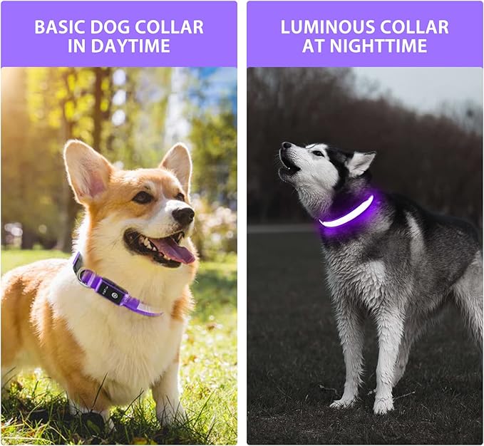 PcEoTllar Light up Dog Collar for Night Walking - LED Dog Collar Light Rechargeable Color Changing, Glow in The Dark Dog Collars Waterproof Glowing Dog Collars for Large Small Medium Dogs, Purple S