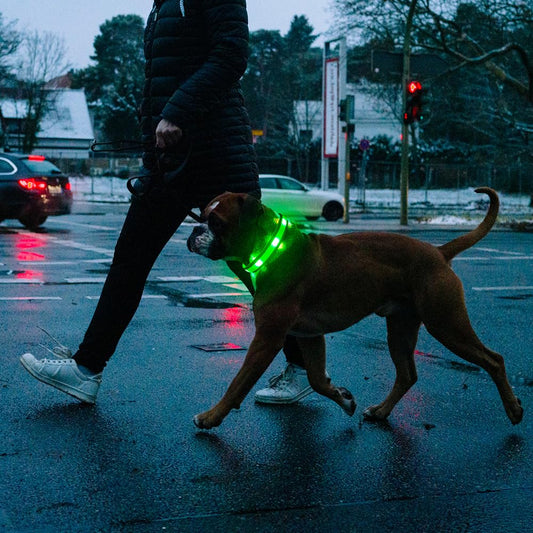 Illumifun Light Up Dog Collar - USB Rechargeable Dog Light Glow in The Dark - High Visibility LED Dog Collar for Night Walking (Medium, Fluorescent Green)