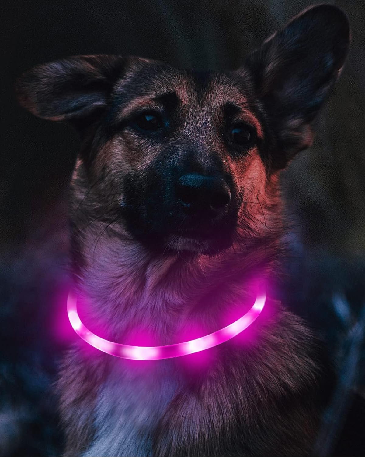 Joytale Light Up Dog Collar, Rechargeable Rainproof LED Collar for Night Walking Safety, Soft Silicone Glow in The Dark, Suitable for Small Medium Large Dogs, Purple