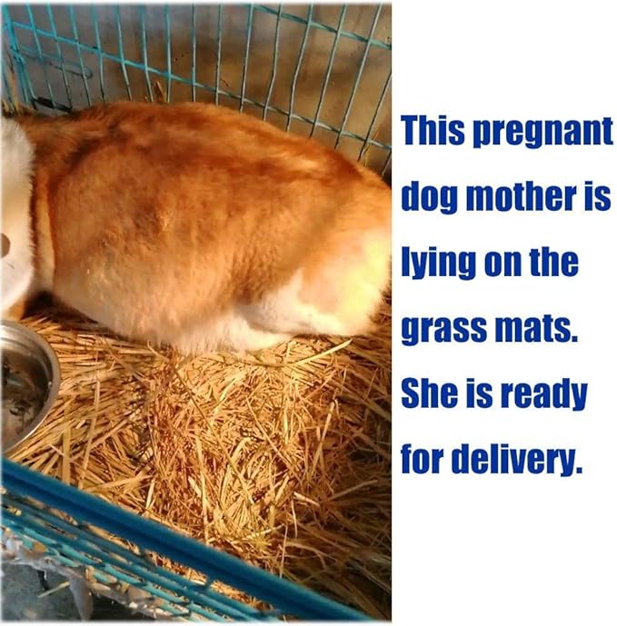 Hamiledyi Rabbit Grass Mat Bunny Natural Straw Woven Bed Small Animal Cages Hay Mat Sleeping Chewing Nesting and Toys for Guinea Pig Chinchilla Squirrel Hamster Cat Dog (18pcs Rabbit Grass Mat)