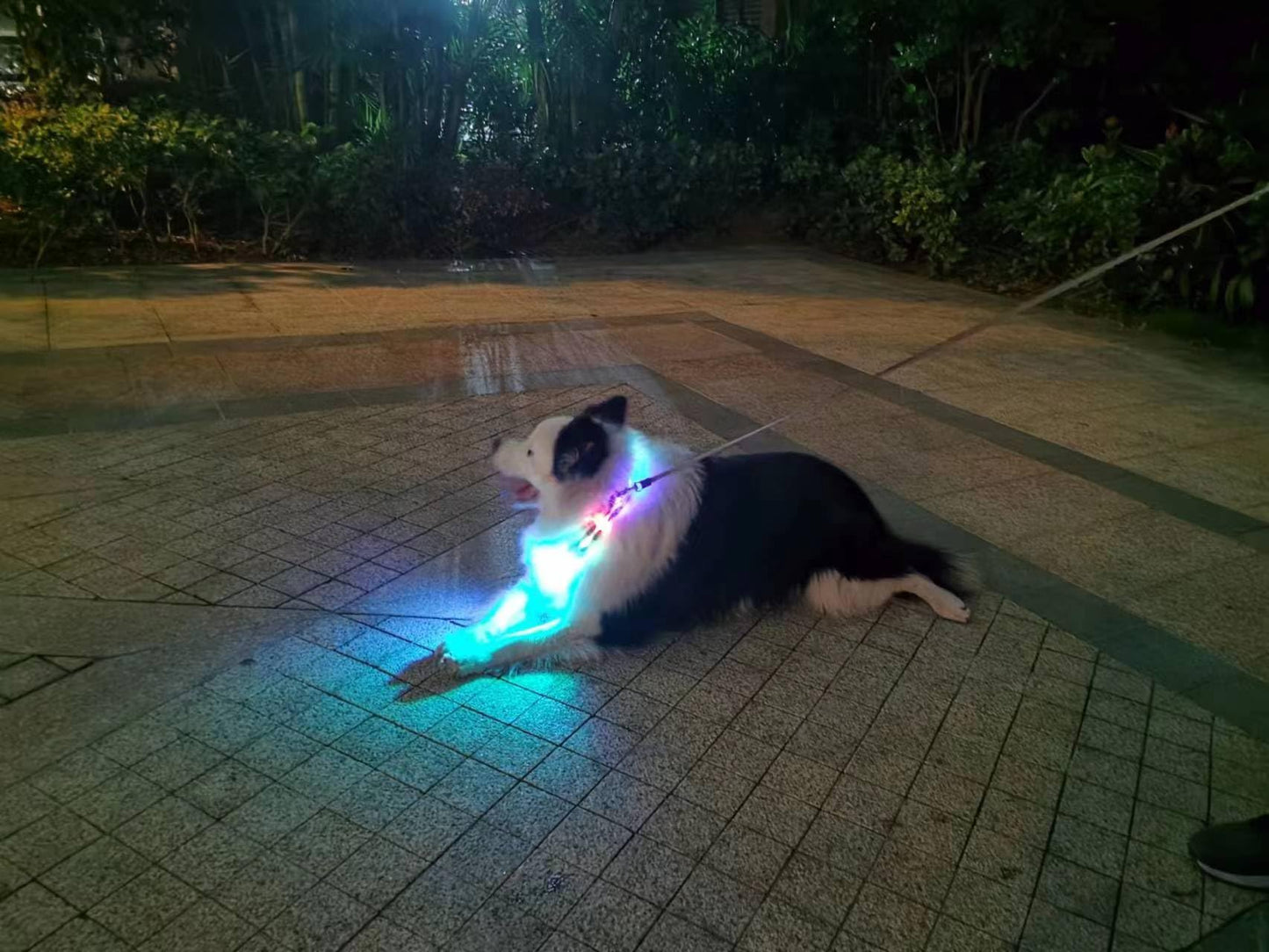 YUSHANG Light Up Dog Collars,LED Dog Collar Rechargeable Waterproof,2-in-1 Buckle Type Glow Collar for Medium Large Dogs- M(10-17 * 0.98 inch can be Crop