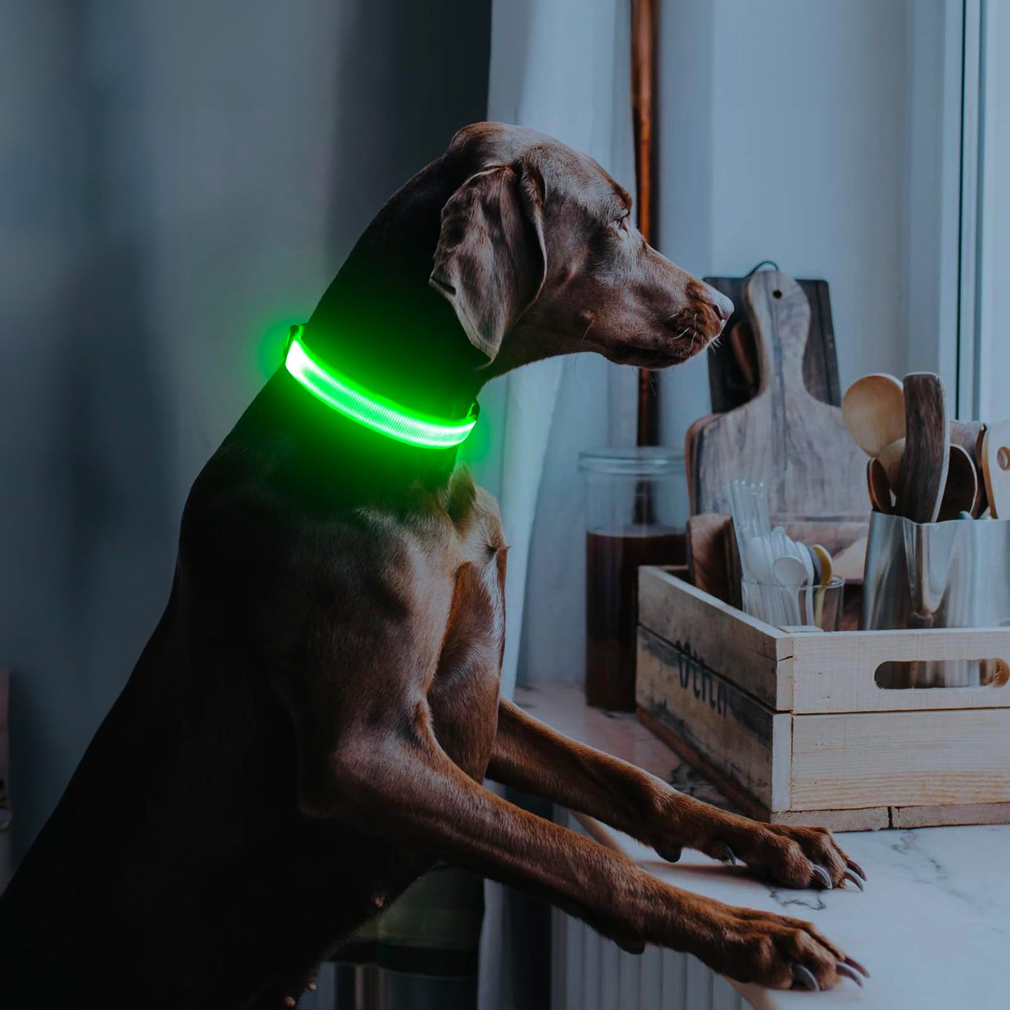 Illumifun LED Dog Collar, Light Up Dog Collar Rechargeable Glow in Dark Pet Collar Safety Dog Lights for Night Walking Camping (Green, Large)