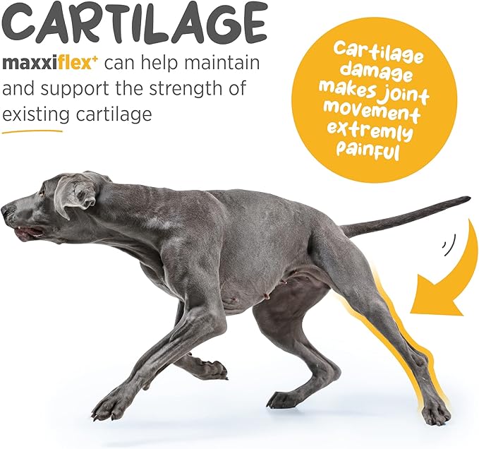 maxxipaws - maxxiflex+ Hip & Joint Supplement for Dogs with Glucosamine, Chondroitin, MSM & Collagen | Mobility, Flexibility & Discomfort Support | Senior, Adult & All Breeds | 120 Tablets