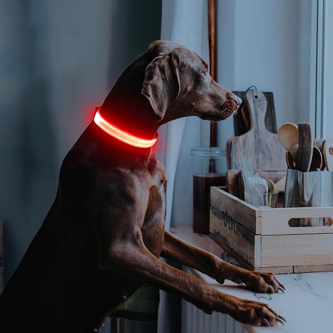Illumifun Light Up Dog Collar - USB Rechargeable LED Dog Collar Glow in The Dark, Adjustable Pet Collar Light for Night Walking (Red, Medium)
