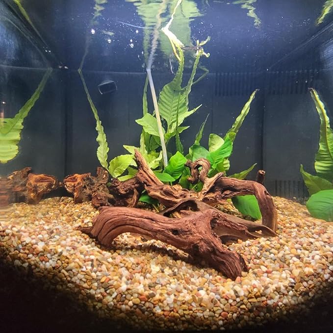 10 Pcs Natural Small Driftwood for Aquarium, Aquarium Driftwood Freshwater 2-4 Inch, Assorted Size Mopani Wood, Twisted Branches for Fishtank Accessories, Reptile Terrariums Decorations
