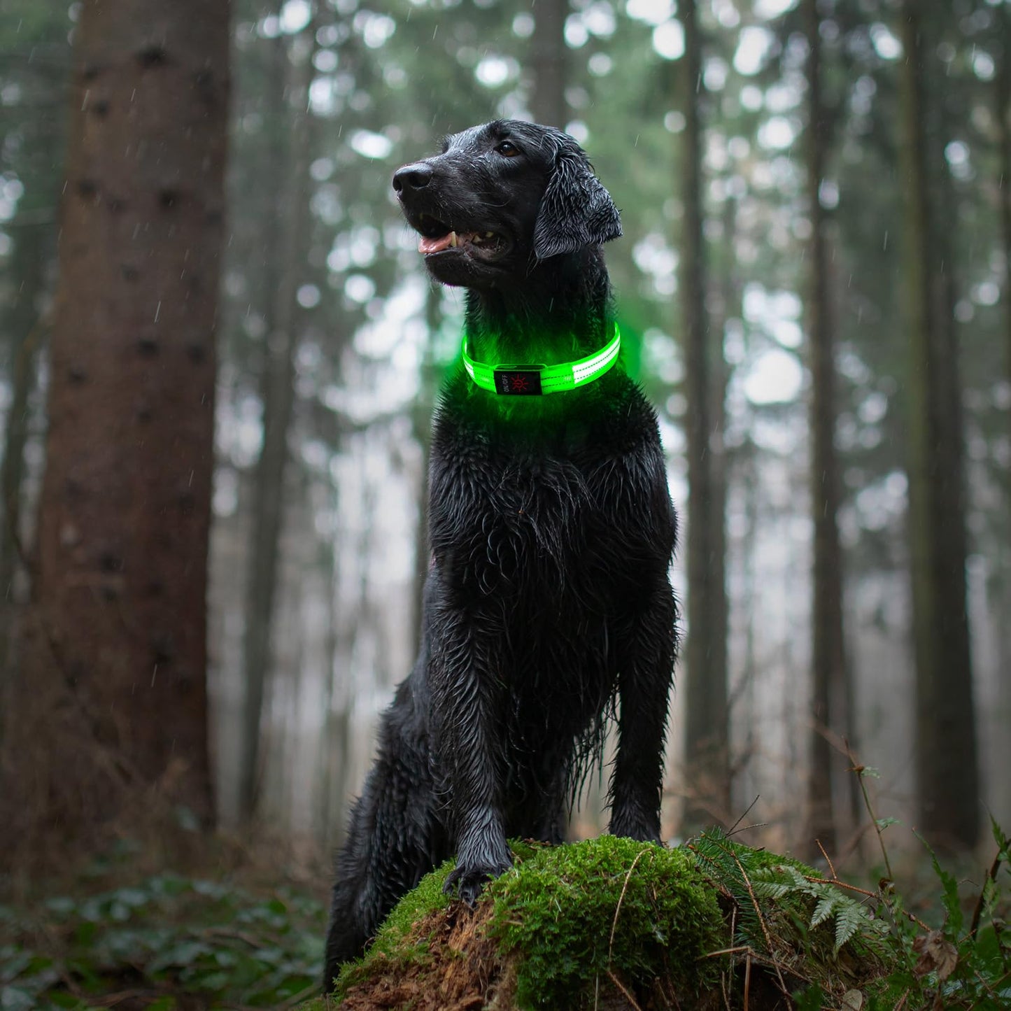 Light Up Dog Collars, LED Dog Collar Light Adjustable USB Rechargeable Super Bright Safety Light Glowing in The Dark Reflective Dog Collar for Medium Large Small Dogs