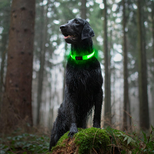 Light Up Dog Collars, LED Dog Collar Light Adjustable USB Rechargeable Super Bright Safety Light Glowing in The Dark Reflective Dog Collar for Medium Large Small Dogs