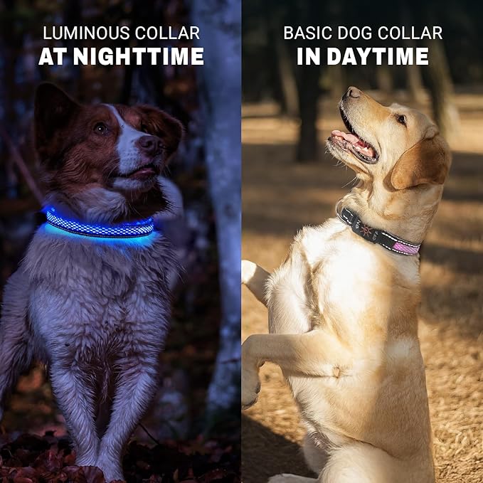 LED Dog Collar - Bright Premium Weatherproof Light Up Collar for Pet Safety, USB C Rechargeable & Adjustable for Small, Medium & Large Dogs (Blue, Small)