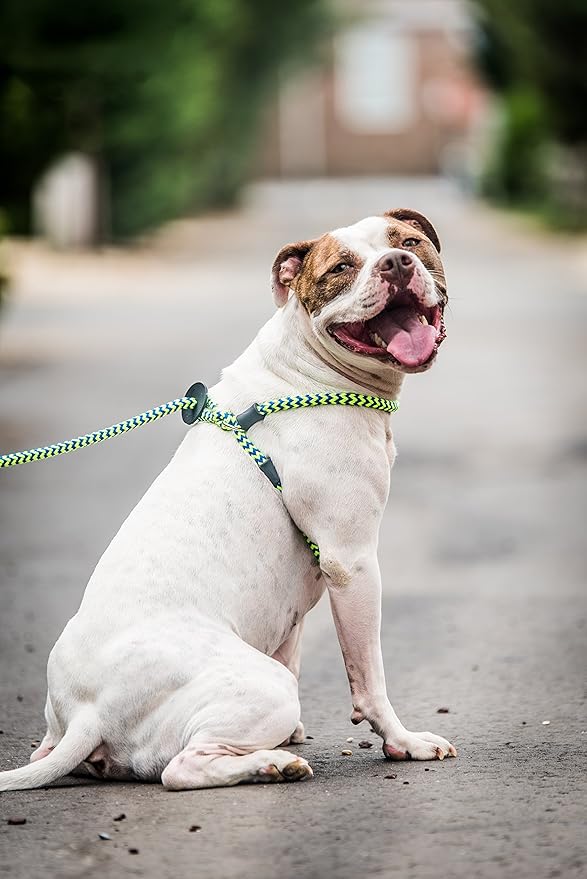 Harness Lead No Pull Dog Harness and Leash Set, Anti Pull Dog Harness, One-Piece Cushioned Rope Safely Prevents Escaping and Pulling *New Insert is Removable (Medium/Large, Peacock/Blue/Lime)