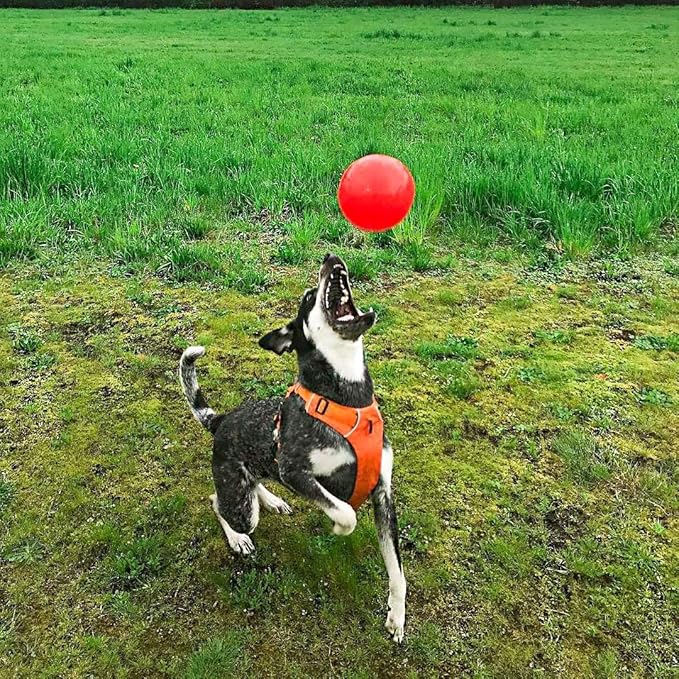 Jolly Pets Bounce-n-Play Dog Toy Ball, Orange, 4.5 Inches/Small, Model Number: 2545 OR