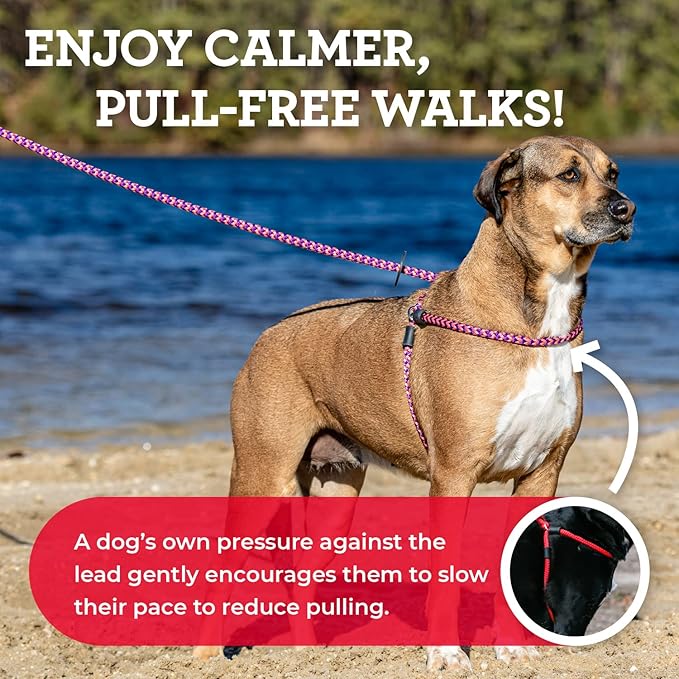 Harness Lead No Pull Dog Harness and Leash Set, Anti Pull Dog Harness, One-Piece Cushioned Rope Safely Prevents Escaping and Pulling *New Insert is Removable (Medium/Large, Pink/Purple)