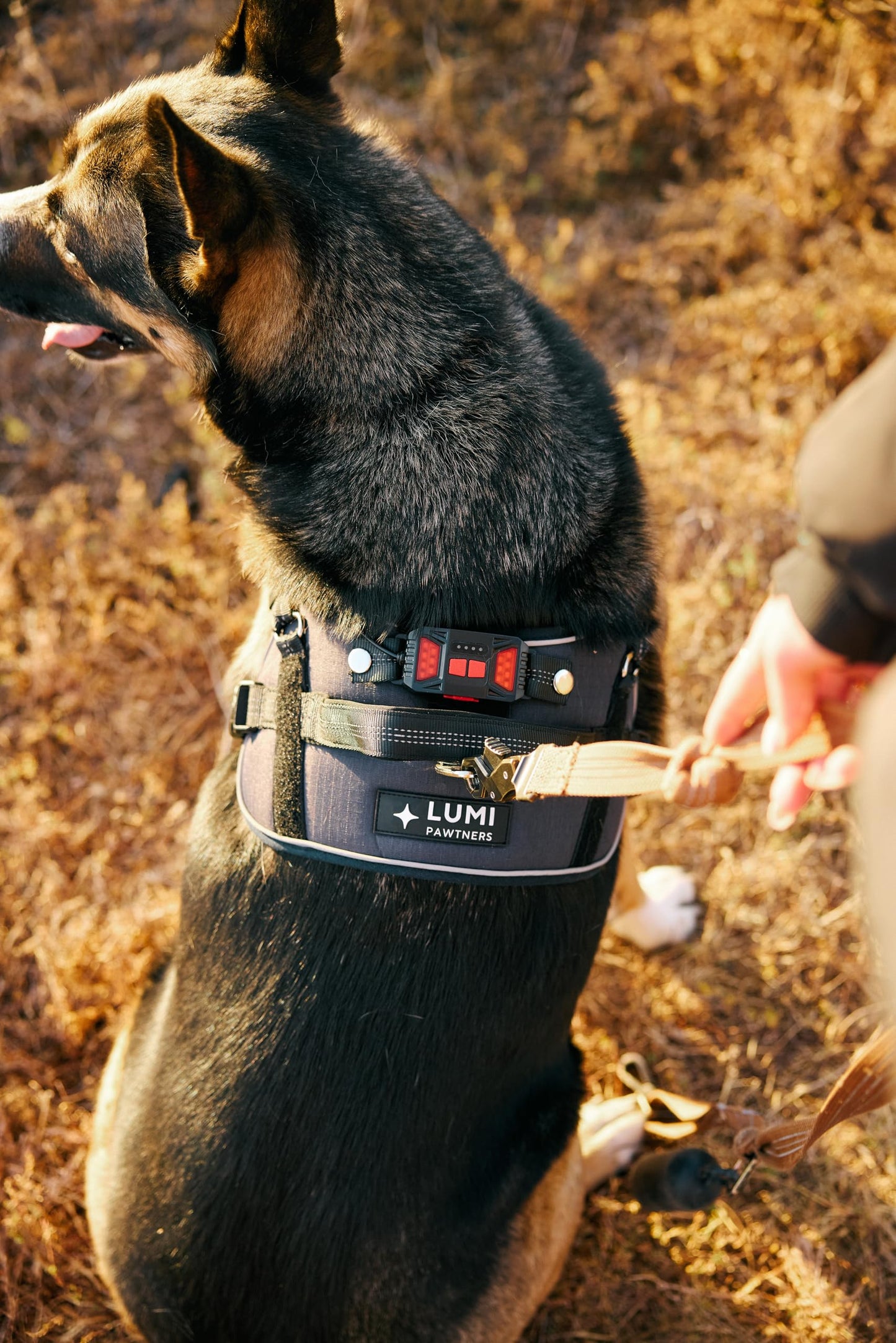 Lumi One LED Dog Harness for Night Visibility and Safety, Patent Pending – High-Visibility Light-Up Dog Vest with 1000 Lumen LED, Rechargeable Battery, Adjustable Fit, Reflective Trim (Black, Medium)