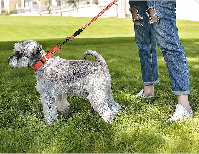 haapaw 2 Packs Martingale Dog Collar with Quick Release Buckle Reflective Dog Training Collars for Small Medium Large Dogs (Collar+Leash, L Neck 17"-21", Orange, 1+1 Packs)