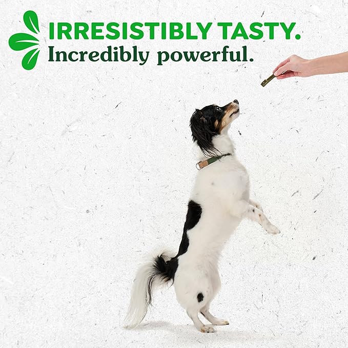 Greenies Teenie Dental Dog Treats, Pumpkin Spice Flavor, Limited Edition, 12 oz. Pack (43 Treats)