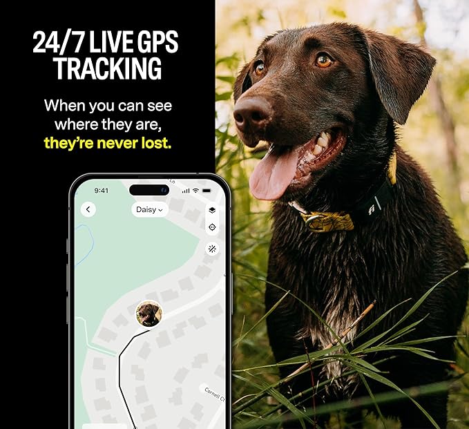 Fi Series 3 Smart Dog Collar - GPS Dog Tracker and Activity & Health Monitor, Waterproof, LED Light, Escape Alerts, Nationwide Coverage [Free 1 Year Membership] (Yellow, Large)