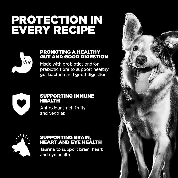 Go! Solutions Carnivore, Grain-Free, Protein Rich Dry Dog Food, Salmon and Cod Recipe, 3.5 lb Bag