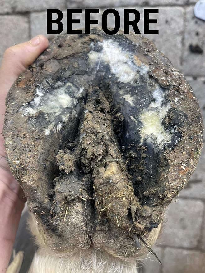 Horse Hoof Thrush Treatment Clay and White Line Equine Care: Effective on Horses, Cows, Goats, Sheep, Pigs and All Hooved Animals- 25 oz Jar New Heat Resistant Formula*