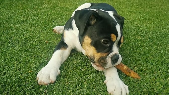 Wildfang® Olive Wood Chewing Sticks for Dogs, Medium - Tough Chew Toys for Aggressive Chewers, Puppy Chew Toys for Teething, Training for Chewing Muscles, Olive Wood Stick for Dog (33-55lbs)