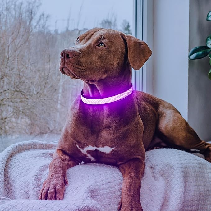 LED Dog Collar, Light Up Dog Collar USB Rechargeable, Brightest Dog Lights for Night Walking, Adjustable Dog Collar Light for Dog Safety (Purple, Medium)