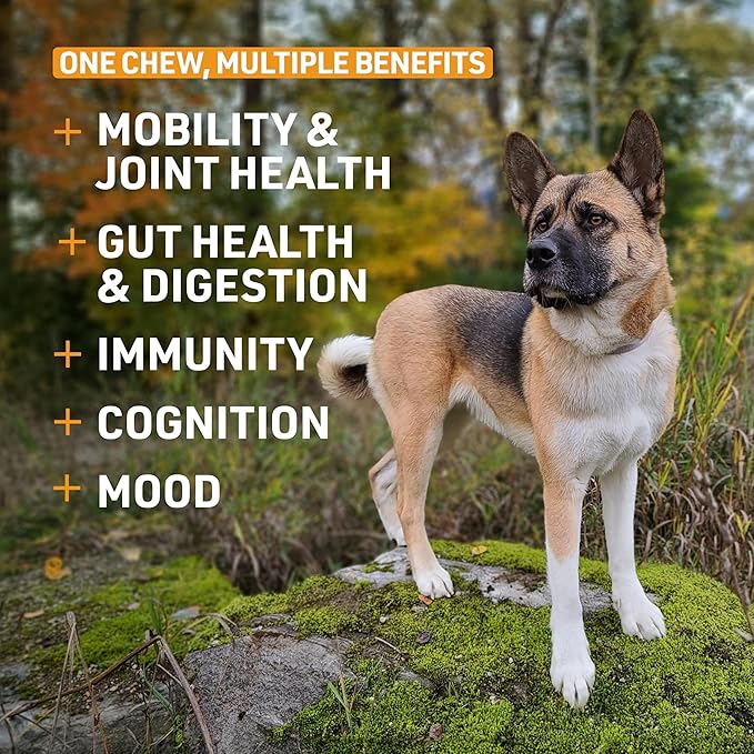 Veterinary Formula Senior Support Joint Supplement for Dogs - Soft Chews, 30ct - Support Healthy Joints, Skin, Gut, and Immunity with Glucosamine for Dogs