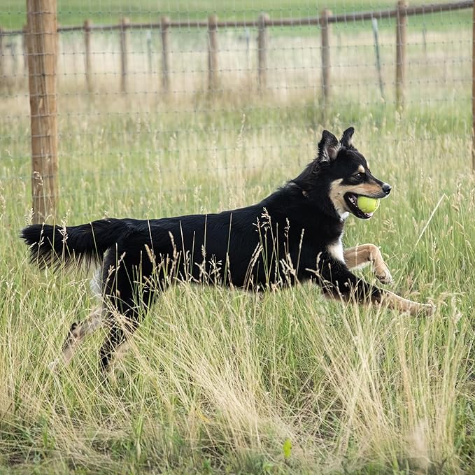 InClover Connectin Hip and Joint Soft Chew Supplement for Dogs, Combines Glucosamine, Chondroitin and Hyaluronic Acid with Herbs, Patented and Clinically Tested to Work in 15 Days, 20 Count