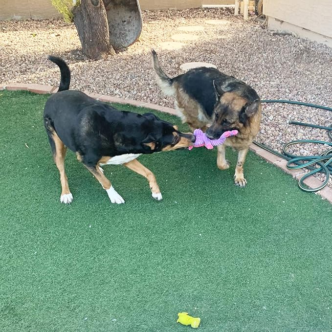 Jalousie Plush Toys Assortment Value Bundle Puppy Pet Mutt Squeak Toy for Medium Large Dogs (5 Pack Corduroy)