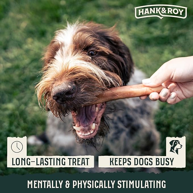 Hank & Roy All-Natural, Single-Ingredient Dog Bully Sticks, Long Lasting, Easily Digestible Dog Chews, Antibiotic and Hormone Free 12” Beef Pizzle Sticks for Dogs, Pack of 4