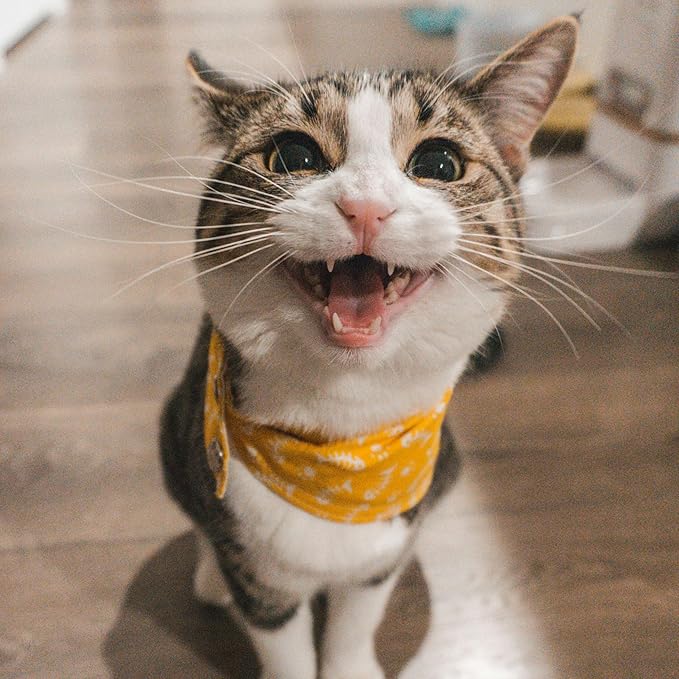 Petpost | Cat Ear Cleaner - Best Ear Remedy for Cats - Natural Coconut Oil Treatment Drops - Alcohol & Medicine Free - 8 oz.