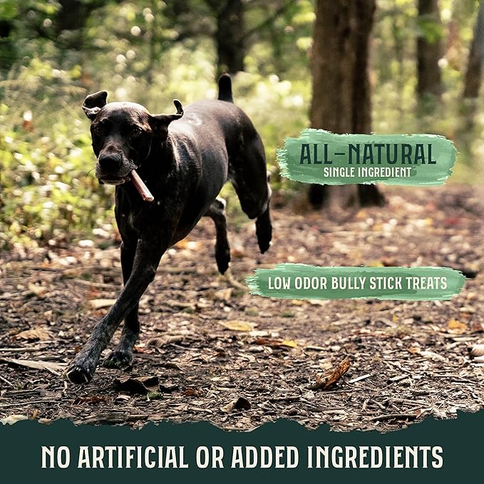 Hank & Roy All-Natural, Single-Ingredient Dog Bully Sticks, Long Lasting, Easily Digestible Dog Chews, Antibiotic and Hormone Free 12” Beef Pizzle Sticks for Dogs, Pack of 4